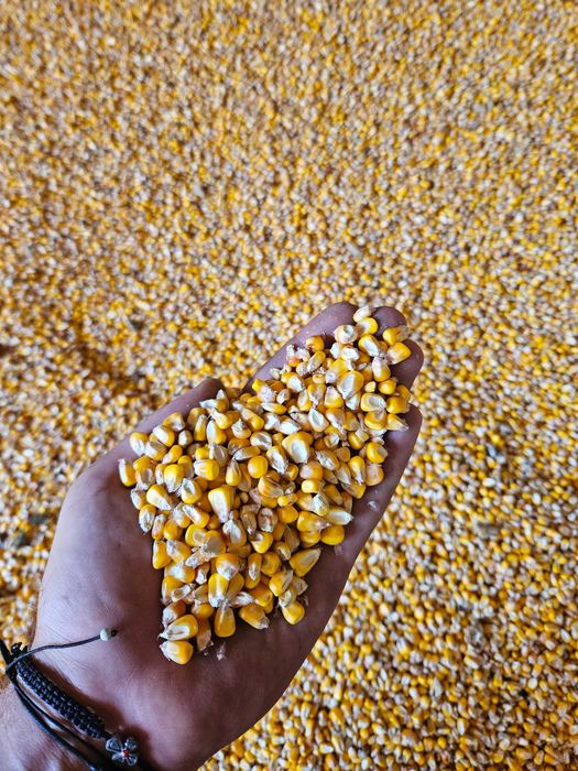 Vând porumb producție 2025