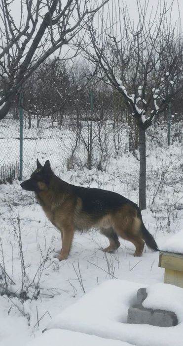 Pui ciobănesc german