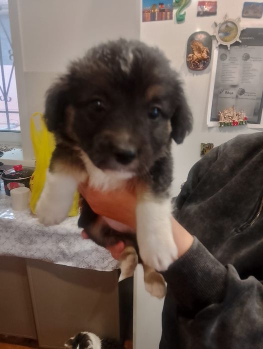 Щенки.В добрые руки.