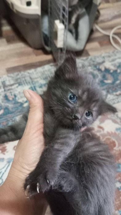 Отдаем котиков в хорошие руки