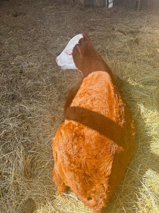 Теленок 3 месеца