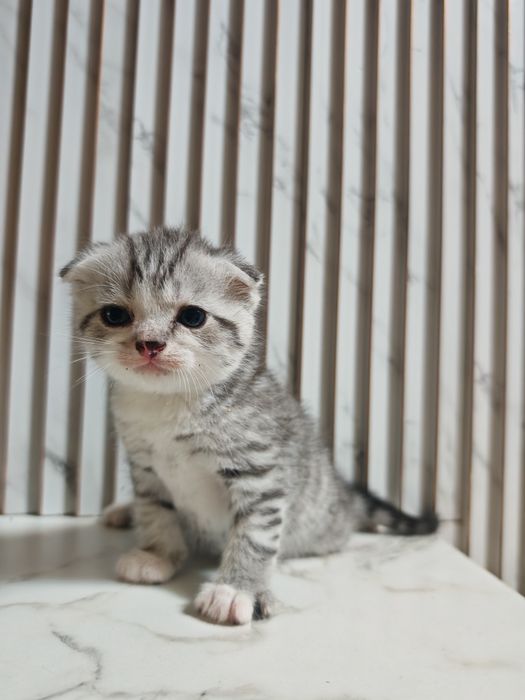 Продам милого котёнка