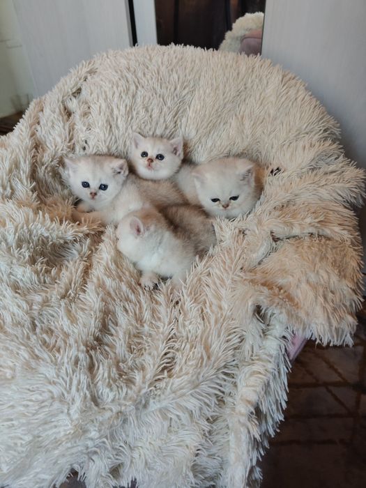 Шиншиллы Британские