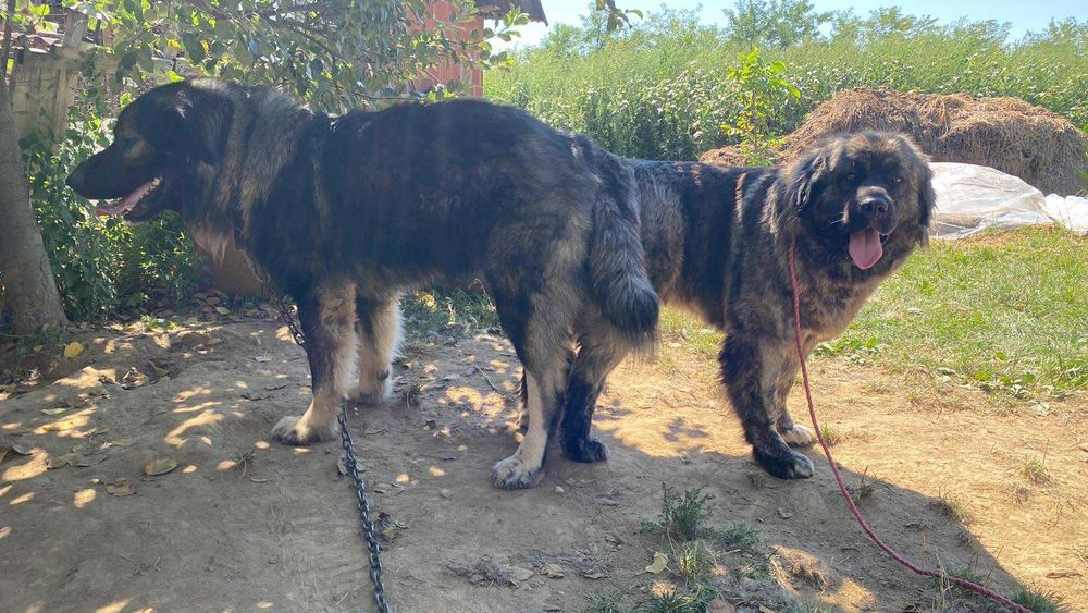 Pui Ciobanesc Caucazian crescuți la curte