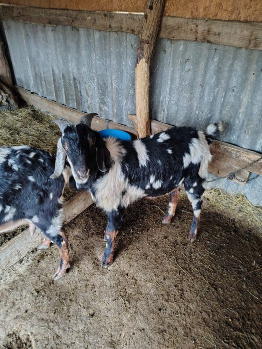 Vand țap anglo nubian