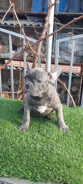 Малыши французики