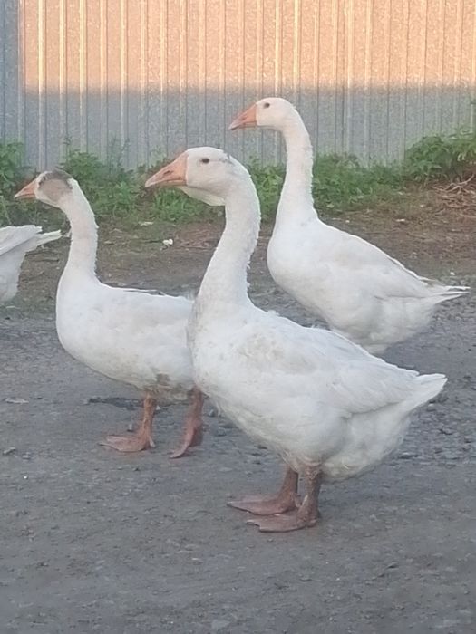 Продам гусей домашних
