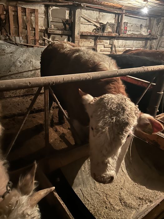 Откорм бычки 6 голов