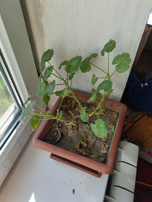 Продам цветы  очень красивые