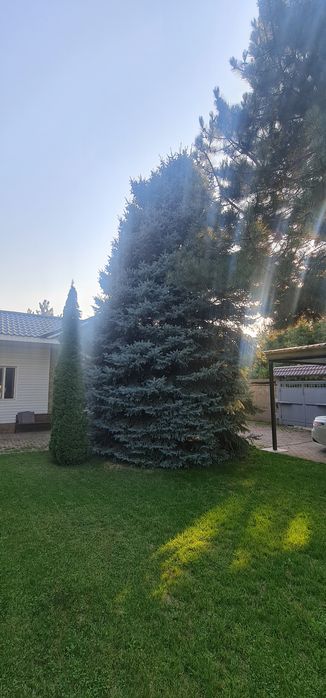 Ель голубая красивая пушистая