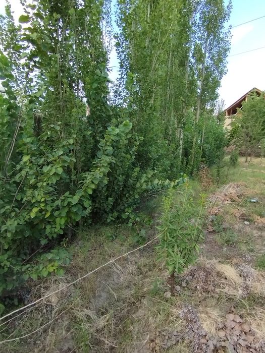 Mevazor CHEK sotiladi 8 sotik