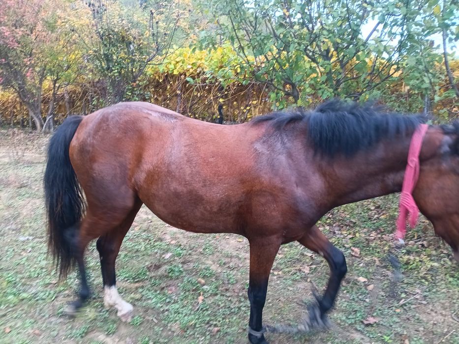 Vand iapa……………..