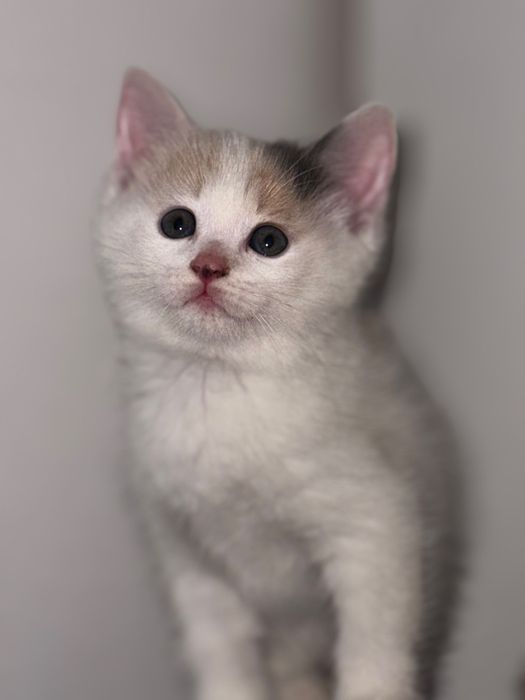 Котята в хорошие руки