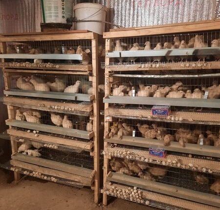 Бөдене перепелка