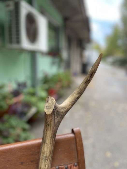 Еленски рога.