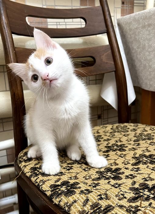 ПРИСТРАИВАЕТСЯ котик мальчик