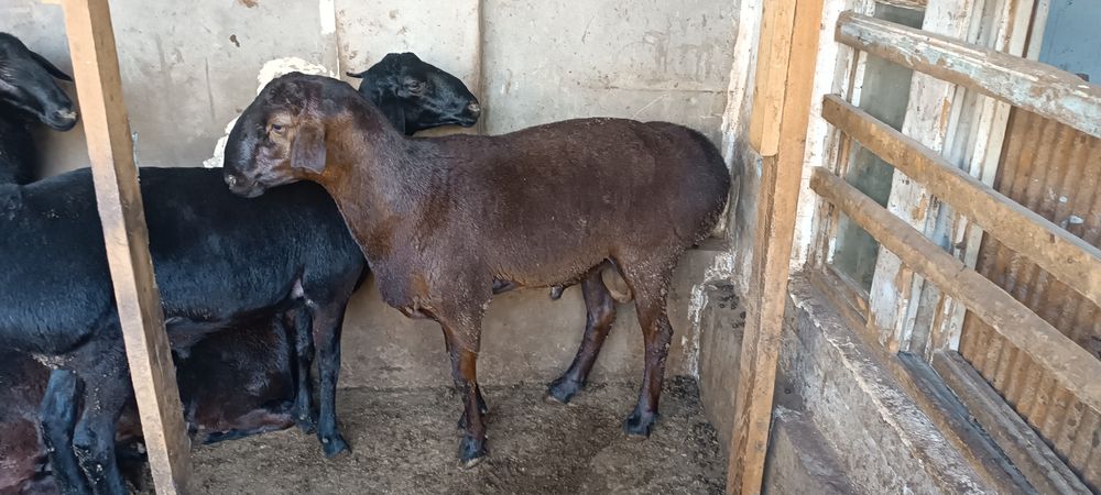 Qochqorla bor qurbonlika