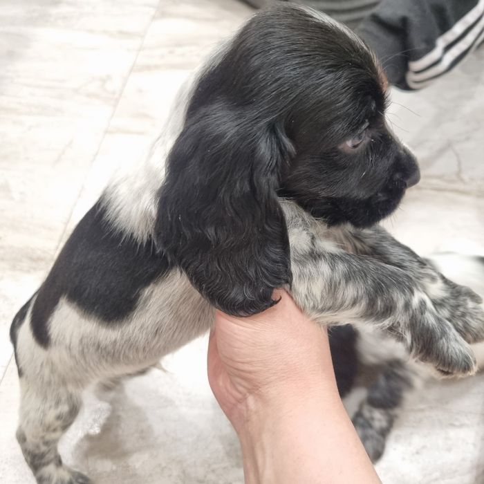 Продаются щенки русского спаниеля