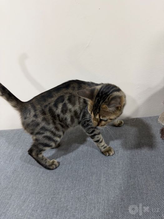 Bengal mushugi 1 yosh, qiz bola