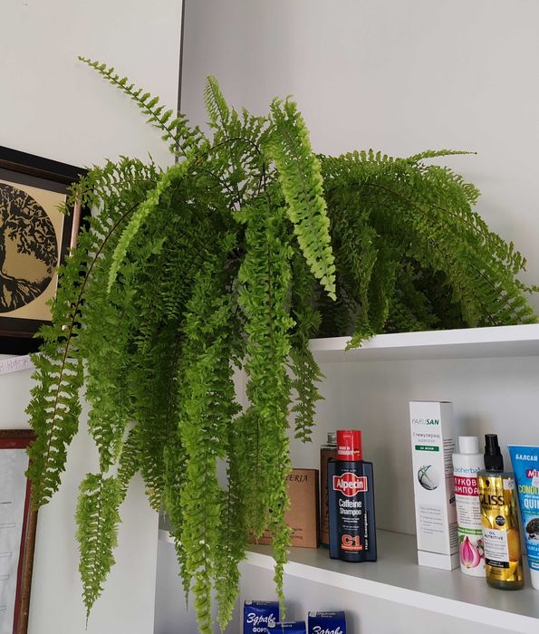 Стайна папрат, къдрева