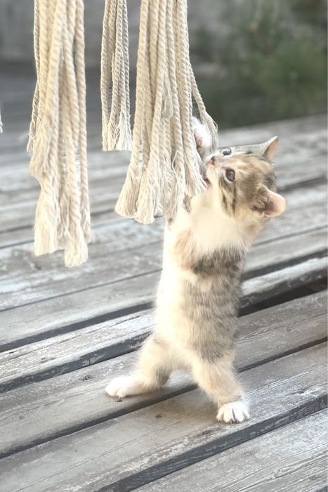 Котята в любящую семью