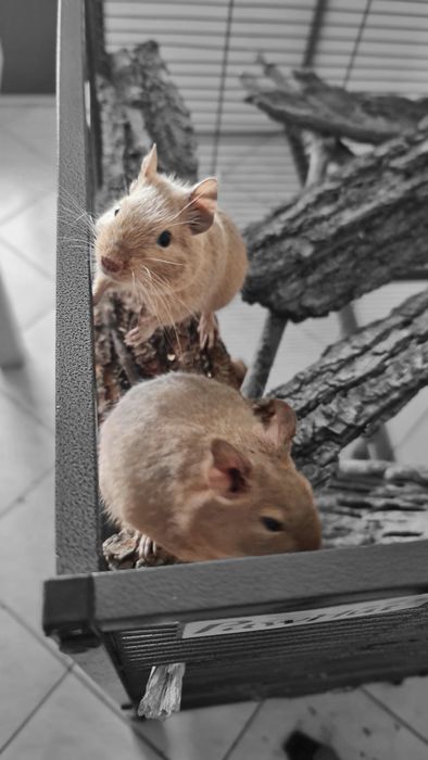 Veverițe Degu tinere