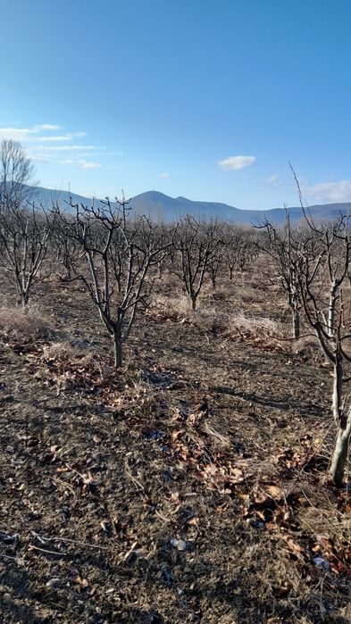 Резитба на овошки лозя асми и др. 2лв по договаряне