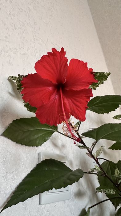 Гибискус сортовой в двух цветах