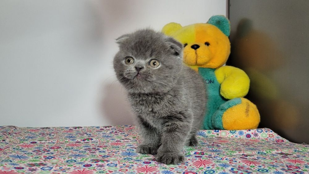Scottish  fold  blue ursuleț.