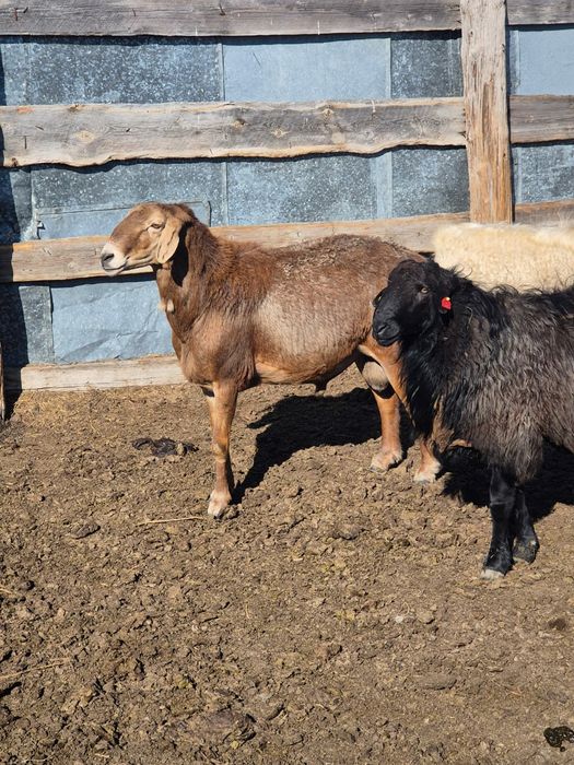 Гиссар кошкарлар