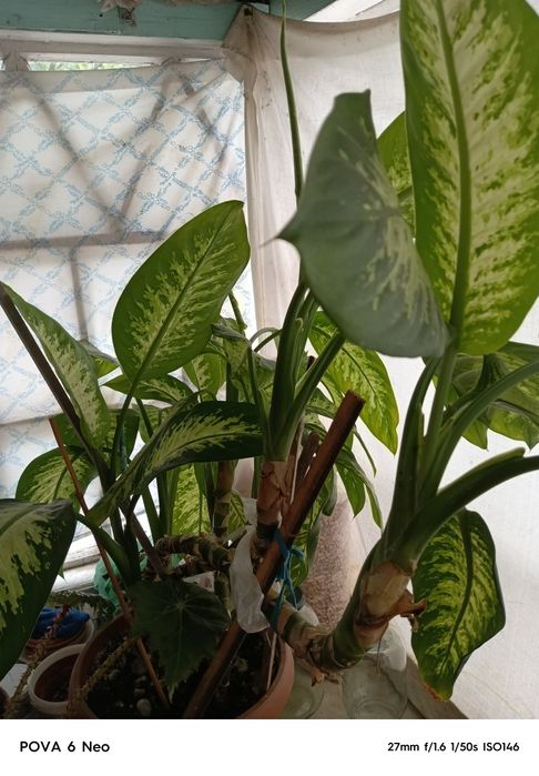 Продам цветок дифенбахию