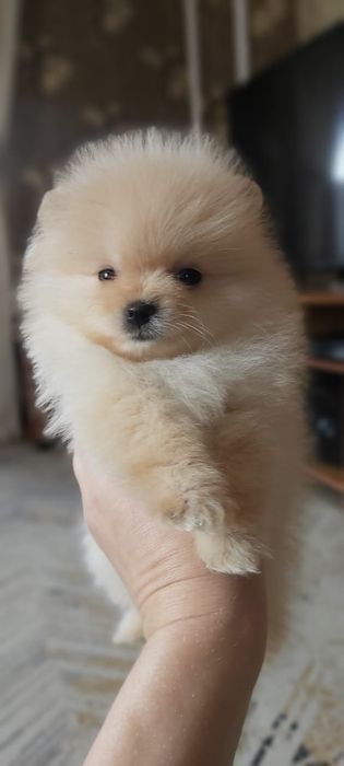 Шпицы кремовые мальчики и девочки