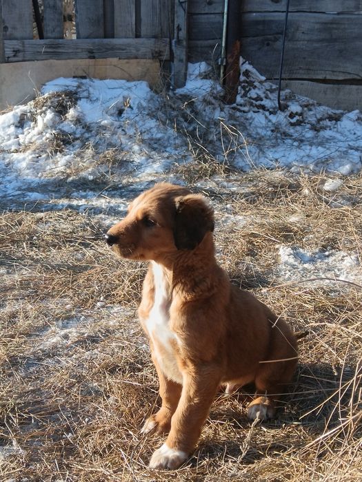 Тазы 1 айлық еркек күшік