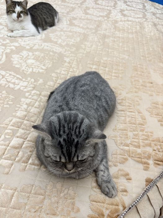 Отдам в добрые руки