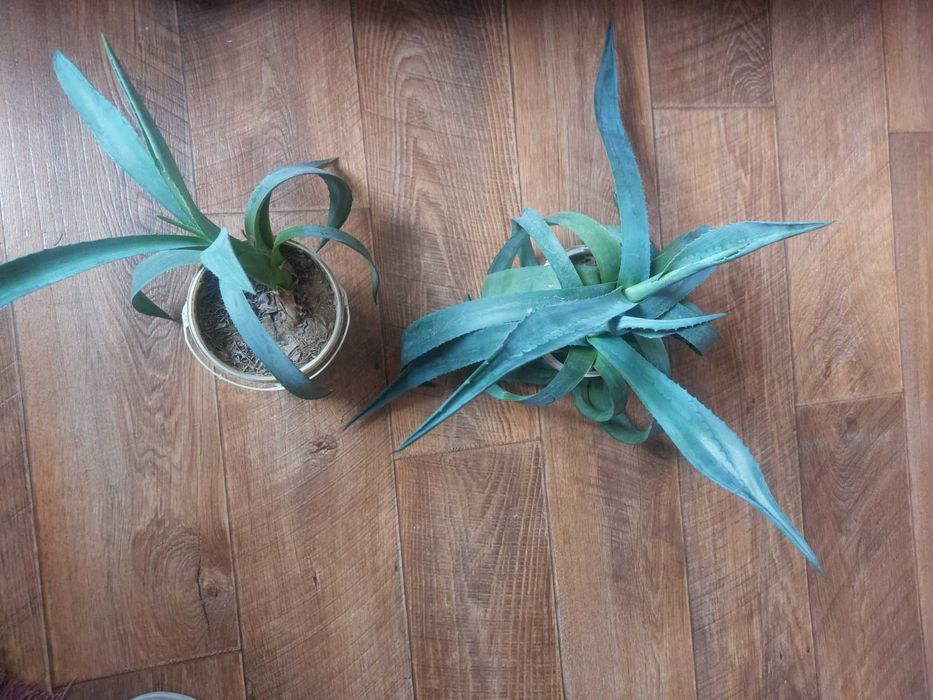 Продам цветок Агава
