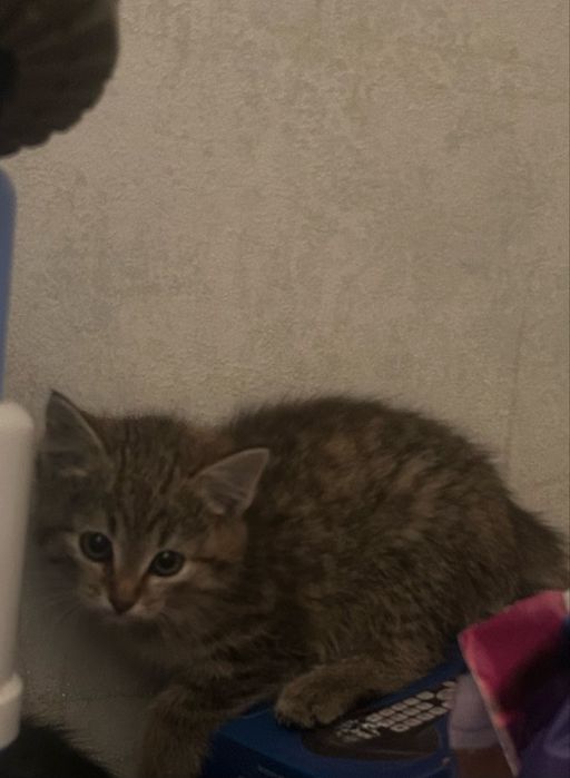 Отдам котят бесплатно