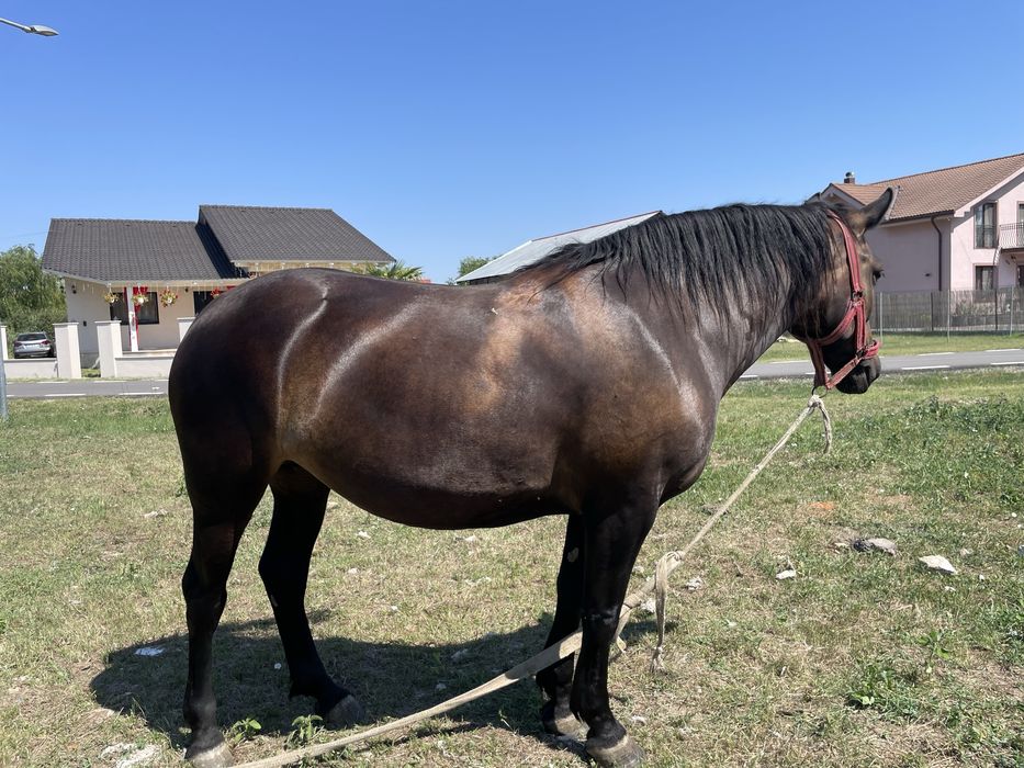 Vand iapa gestanta de 4 ani