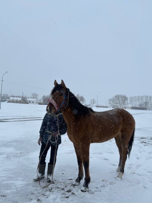 Айғыр сатылады келіп көріңіздер