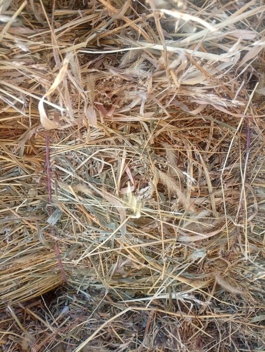 Солома, сено, суданка