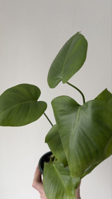 Монстера лиана монстера