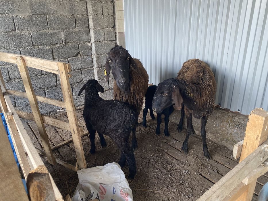 Арзан Қозылы қой 1 бас