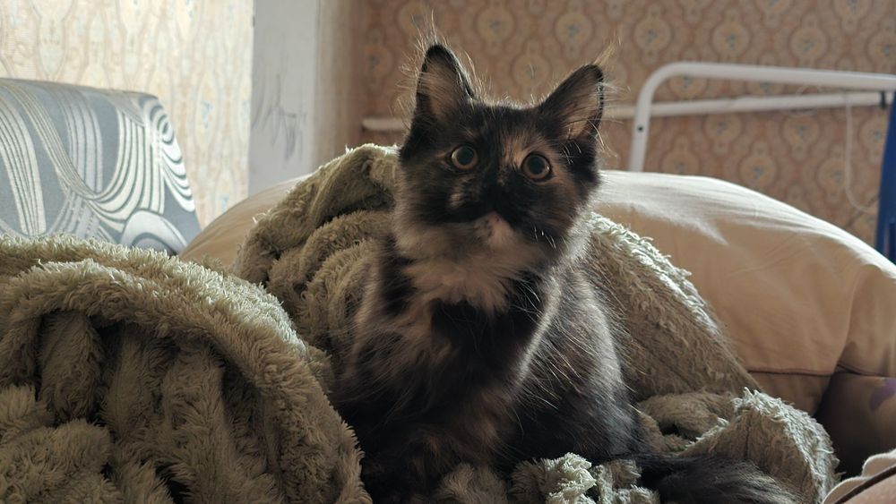 Котенок 4 месяца. Девочка.