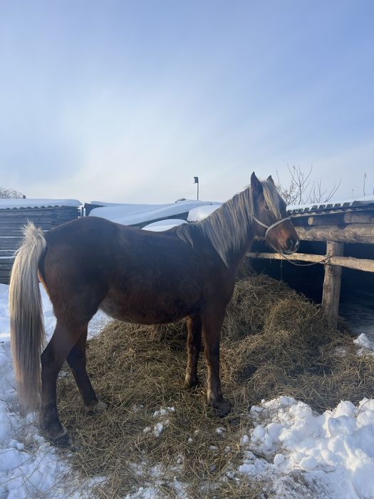 Продам обученных кобыл