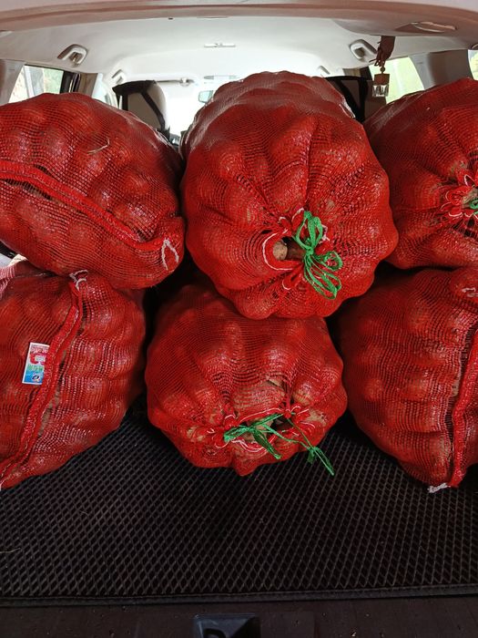 Продам домашний картофель.