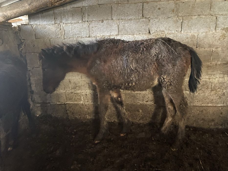 Жабағы Тай Жылкы Лошадь