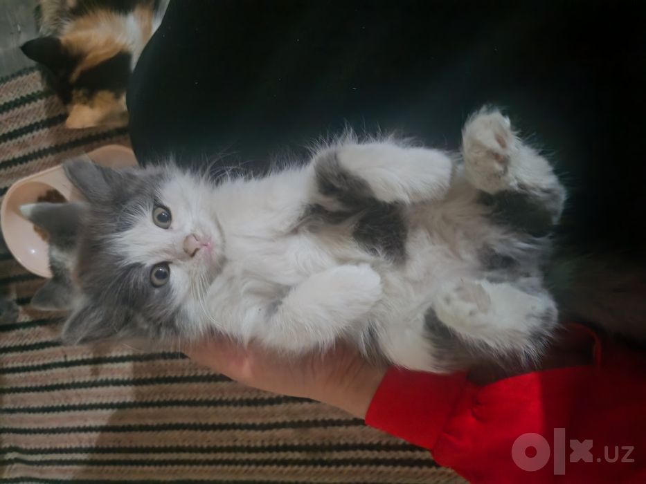 Котята в добрые и заботливые руки