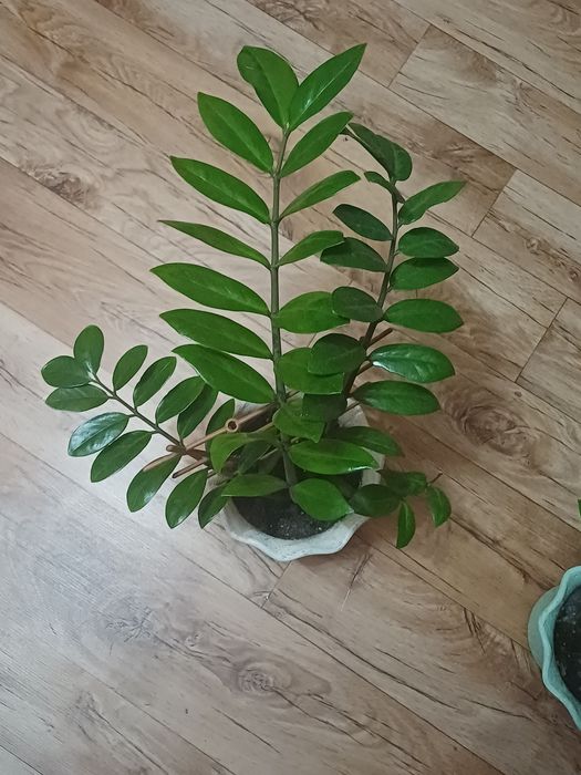 Продам цветы комнатные.