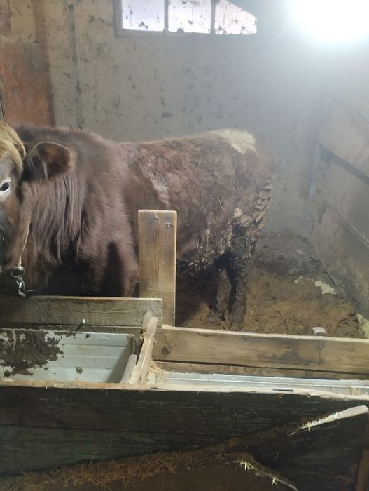 Бұқа сатылады 3 жасар