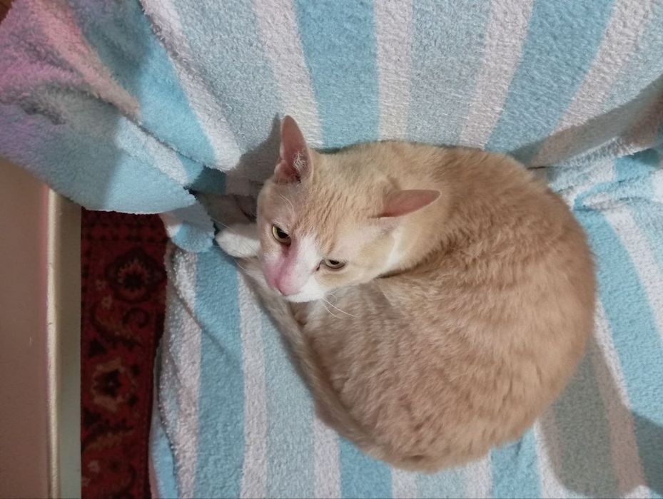 Отдам в хорошие руки