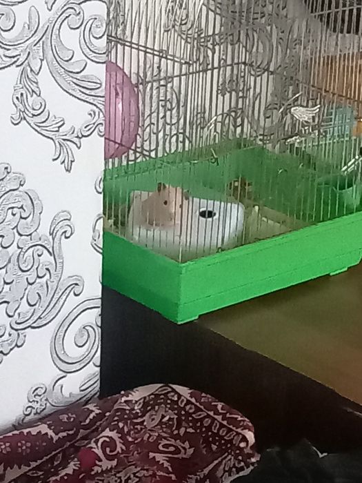 Продам Хомяков не дорого